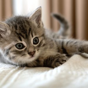 Cicás Bed polár takaró 100x140cm