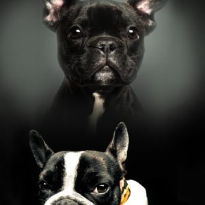 Kutyás Bulldog polár takaró 100x140cm