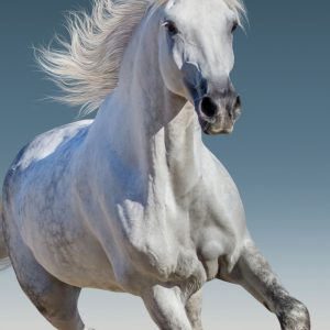 Lovas White polár takaró 100x140cm