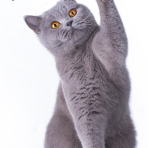 Cicás Pur-r-reft kéztörlő arctörlő, törölköző 30x50cm