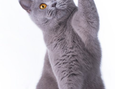 Cicás Pur-r-reft kéztörlő arctörlő, törölköző 30x50cm