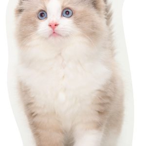 Cicás Curious formapárna, díszpárna 40x16 cm