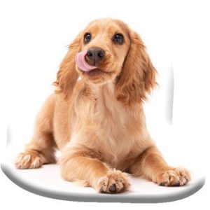 Kutyás Spaniel formapárna, díszpárna 40x40 cm Velúr