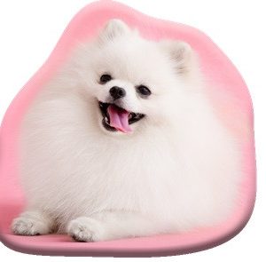 Kutyás Pomeranian formapárna, díszpárna 39x37 cm  Velúr