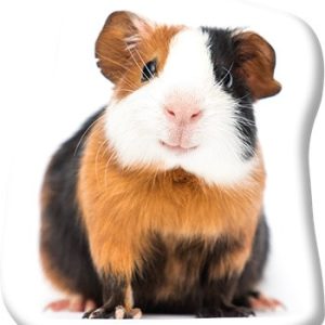 Tengerimalac Tricolor formapárna, díszpárna 37x35 cm Velúr