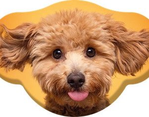 Kutyás Toy Poodle formapárna, díszpárna  28x40 cm Velúr