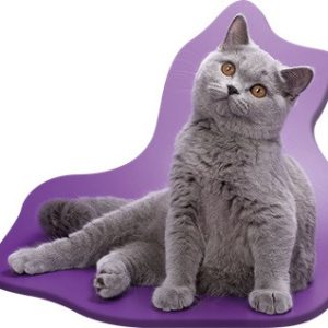 Cicás Grey formapárna, díszpárna 36x40 cm Velúr