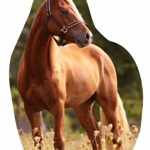 Lovas Medow formapárna, díszpárna 30x39 cm