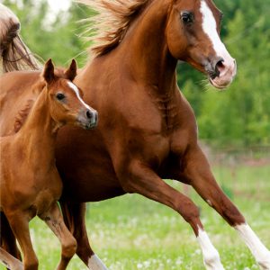 Lovas Career kéztörlő, arctörlő, törölköző 30x50cm